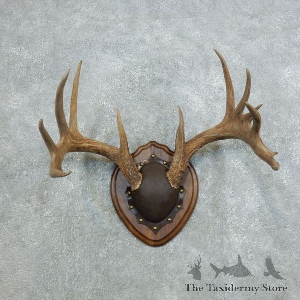 Whitetail Deer Antler Plaque Mount For Sale #18428 @ The Taxidermy Store