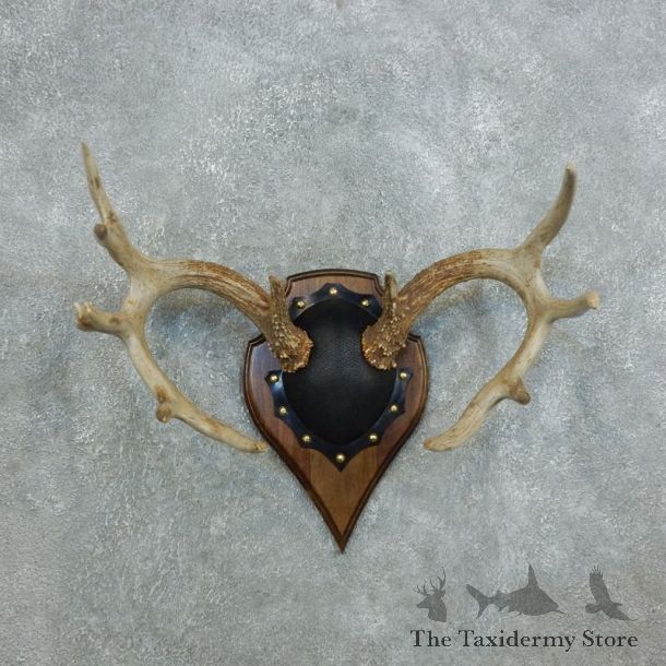 Whitetail Deer Antler Plaque Mount For Sale #18433 @ The Taxidermy Store