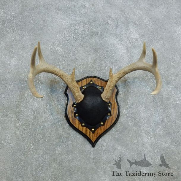 Whitetail Deer Antler Plaque Mount For Sale #18440 @ The Taxidermy Store