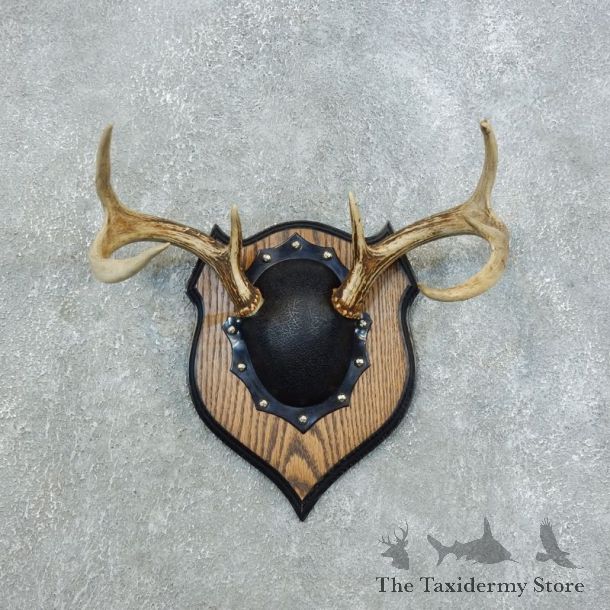 Whitetail Deer Antler Plaque Mount For Sale #18442 @ The Taxidermy Store