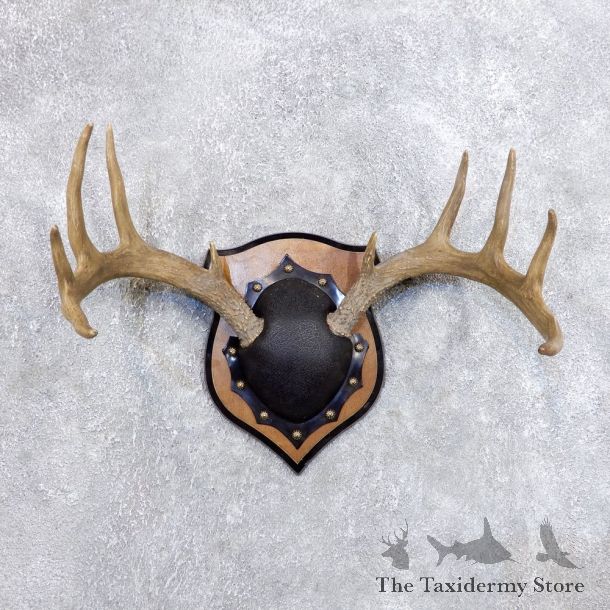 Whitetail Deer Antler Plaque Mount For Sale #18715 @ The Taxidermy Store