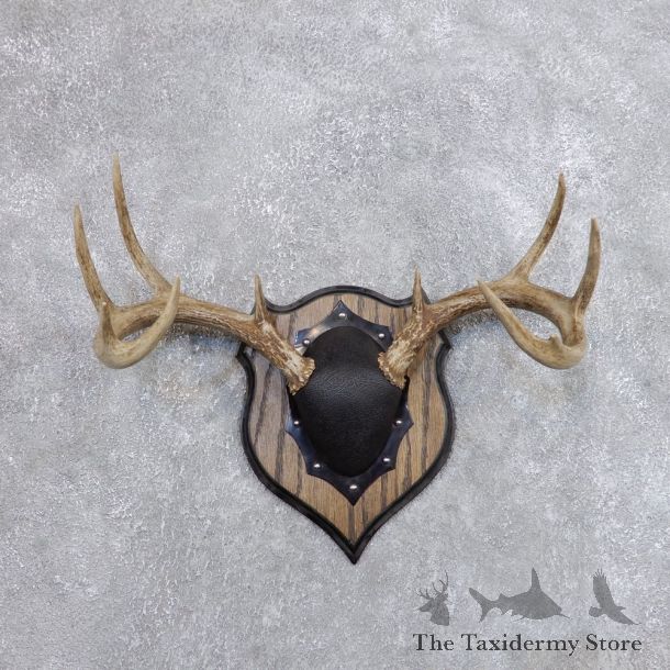 Whitetail Deer Antler Plaque Mount For Sale #18719 @ The Taxidermy Store