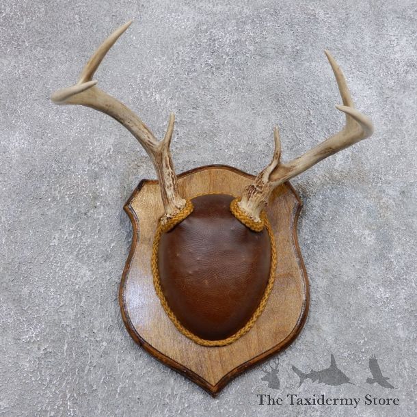 Whitetail Deer Antler Plaque Mount For Sale #18721 @ The Taxidermy Store