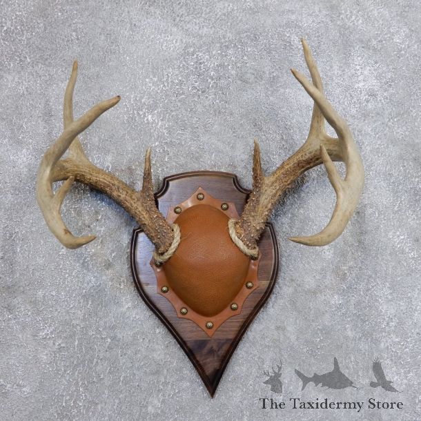 Whitetail Deer Antler Plaque Mount For Sale #18722 @ The Taxidermy Store