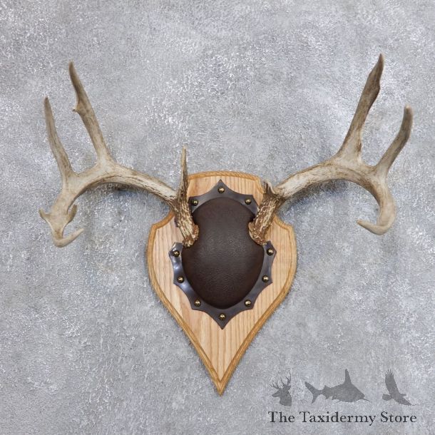 Whitetail Deer Antler Plaque Mount For Sale #18725 @ The Taxidermy Store