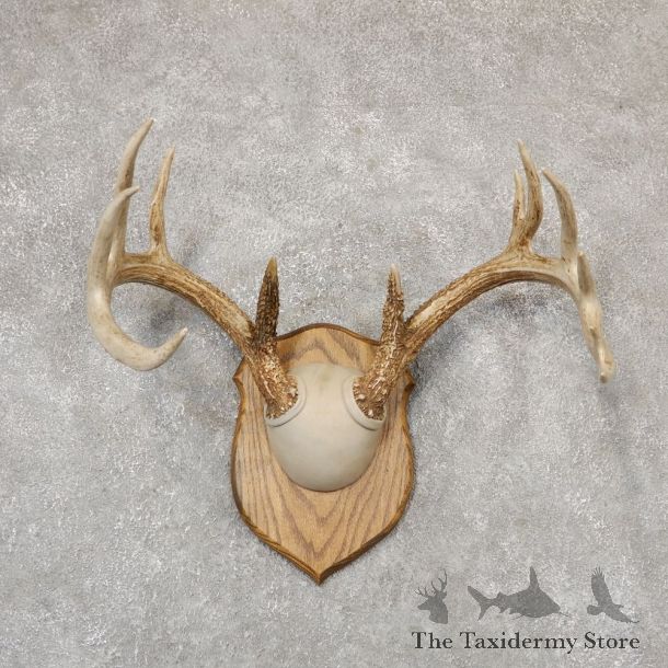 Whitetail Deer Antler Plaque Mount For Sale #18966 @ The Taxidermy Store