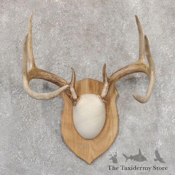 Whitetail Deer Antler Plaque Mount For Sale #18995 @ The Taxidermy Store