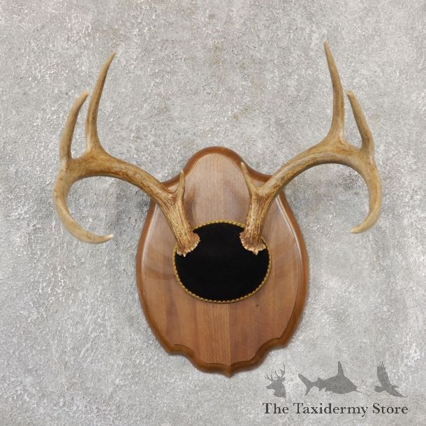 Whitetail Deer Antler Plaque Mount For Sale #19022 @ The Taxidermy Store