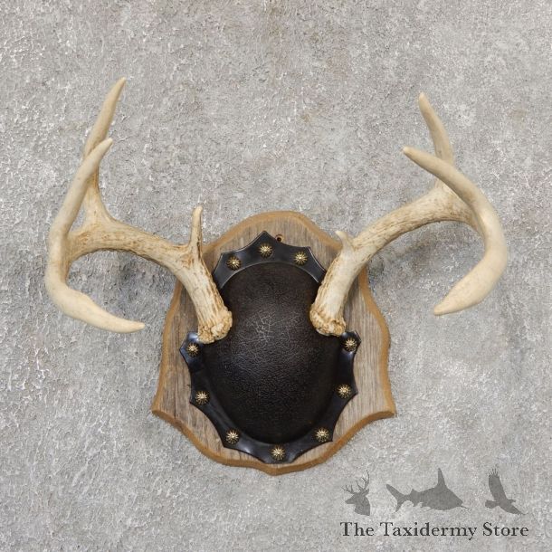 Whitetail Deer Antler Plaque Mount For Sale #19023 @ The Taxidermy Store