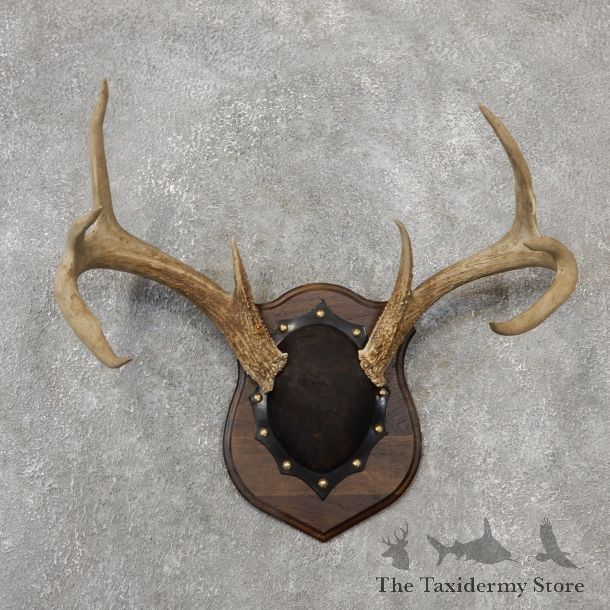 Whitetail Deer Antler Plaque Mount For Sale #19106 @ The Taxidermy Store