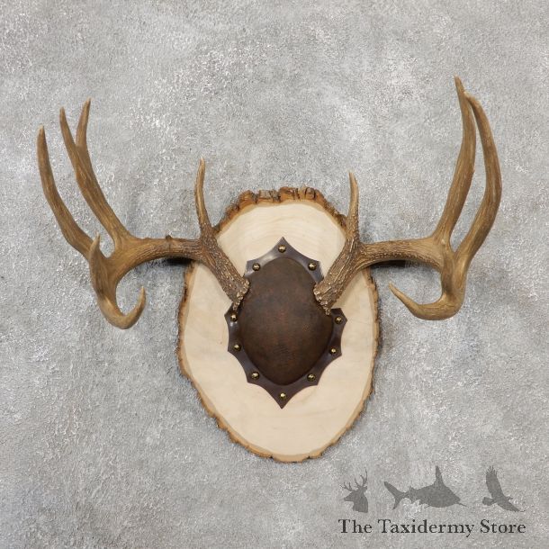 Whitetail Deer Antler Plaque Mount For Sale #19110 @ The Taxidermy Store