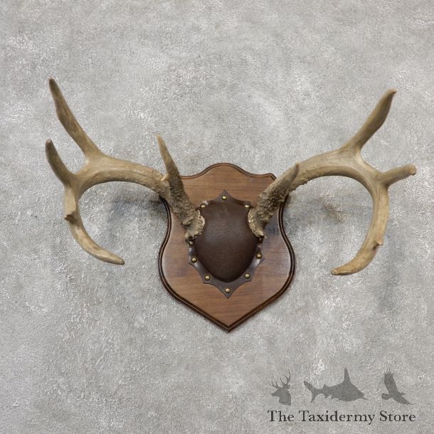 Whitetail Deer Antler Plaque Mount For Sale #19114 @ The Taxidermy Store