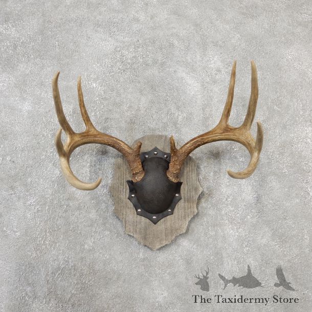 Whitetail Deer Antler Plaque Mount For Sale #19122 @ The Taxidermy Store