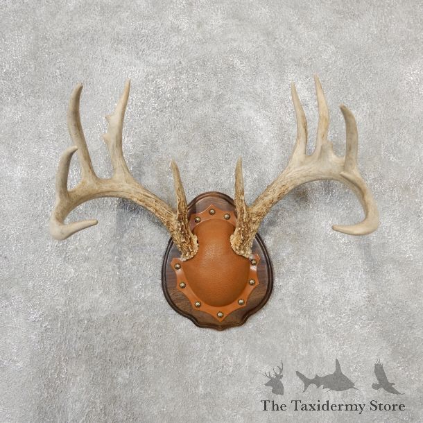 Whitetail Deer Antler Plaque Mount For Sale #19123 @ The Taxidermy Store