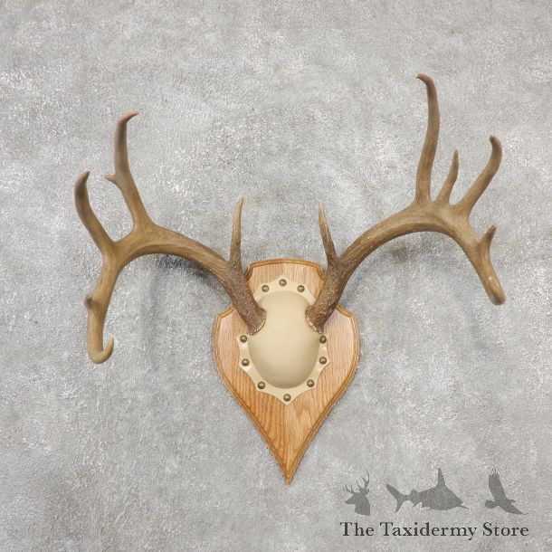Whitetail Deer Antler Plaque Mount For Sale #19124 @ The Taxidermy Store