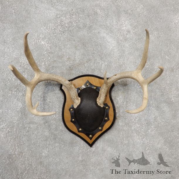 Whitetail Deer Antler Plaque Mount For Sale #19127 @ The Taxidermy Store