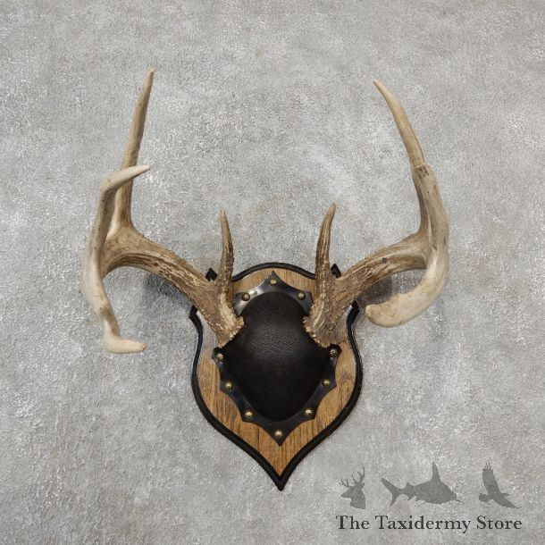 Whitetail Deer Antler Plaque Mount For Sale #19129 @ The Taxidermy Store