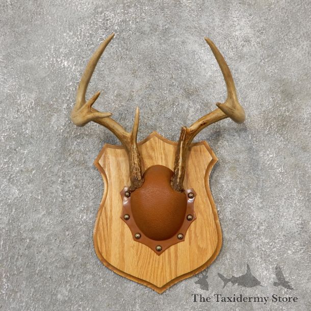 Whitetail Deer Antler Plaque Mount For Sale #19142 @ The Taxidermy Store