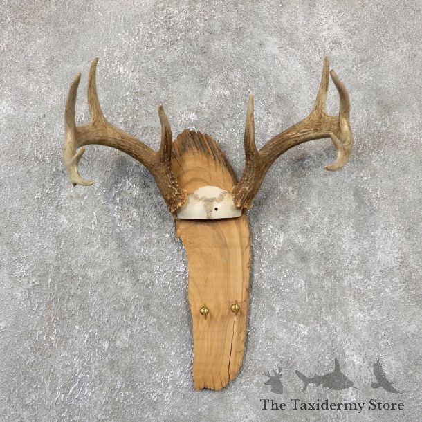 Whitetail Deer Antler Plaque Mount For Sale #19330 @ The Taxidermy Store