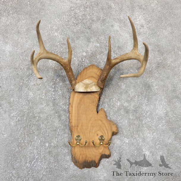 Whitetail Deer Antler Plaque Mount For Sale #19331 @ The Taxidermy Store