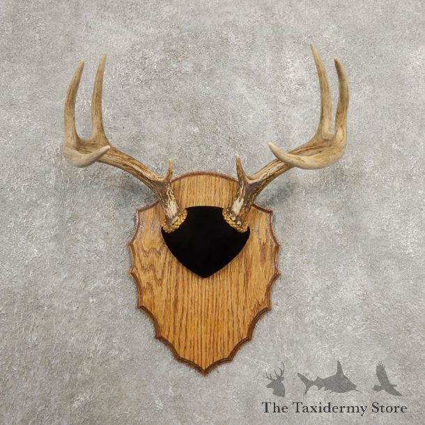Whitetail Deer Antler Plaque Mount For Sale #20986 @ The Taxidermy Store