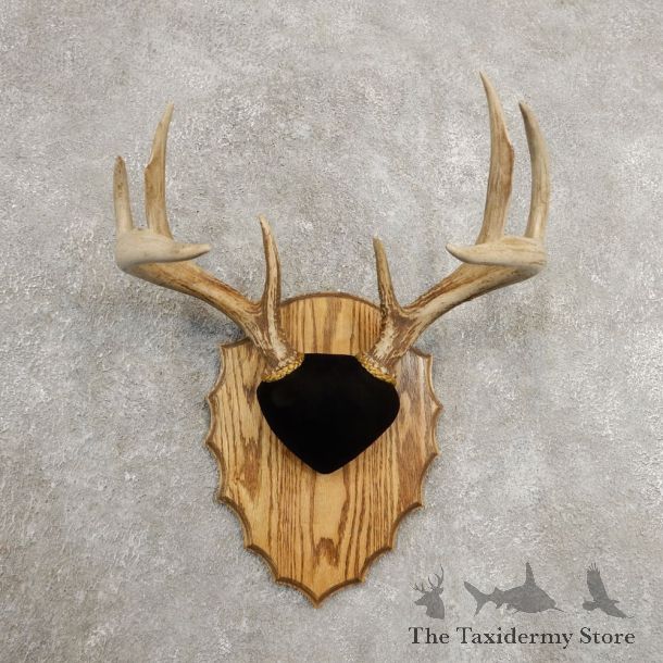 Whitetail Deer Antler Plaque Mount For Sale #20988 @ The Taxidermy Store