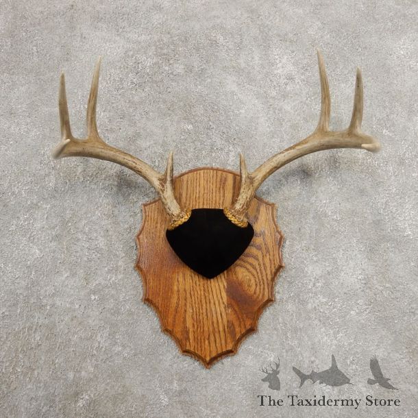 Whitetail Deer Antler Plaque Mount For Sale #20991 @ The Taxidermy Store