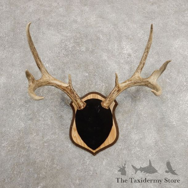Whitetail Deer Antler Plaque Mount For Sale #20995 @ The Taxidermy Store