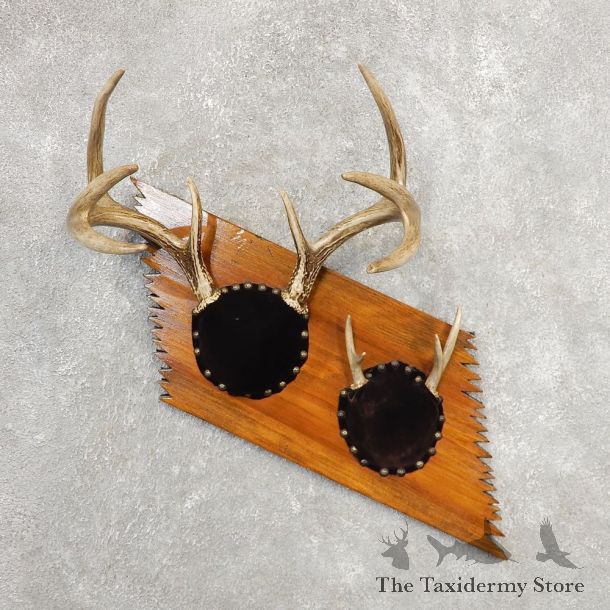 Whitetail Deer Antler Plaque Mount For Sale #21145 @ The Taxidermy Store