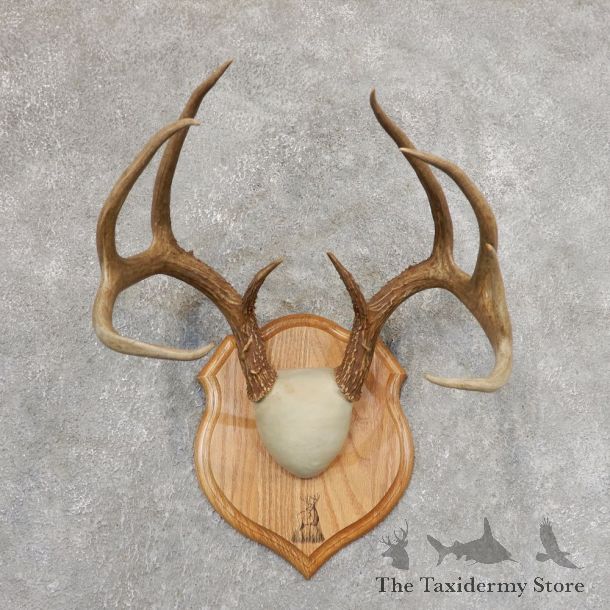 Whitetail Deer Antler Plaque Mount For Sale #21347 @ The Taxidermy Store