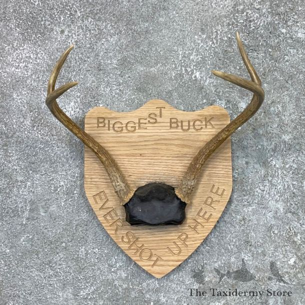 Whitetail Deer Antler Plaque Mount For Sale #23066 @ The Taxidermy Store