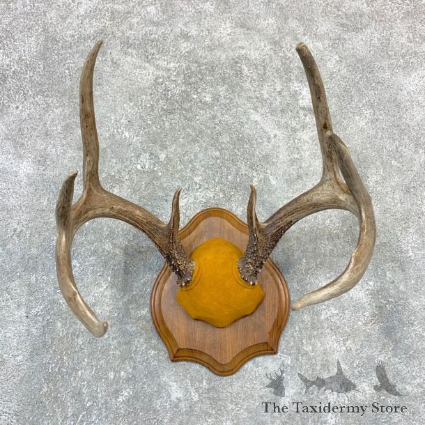 Whitetail Deer Antler Plaque Mount For Sale #23190 @ The Taxidermy Store