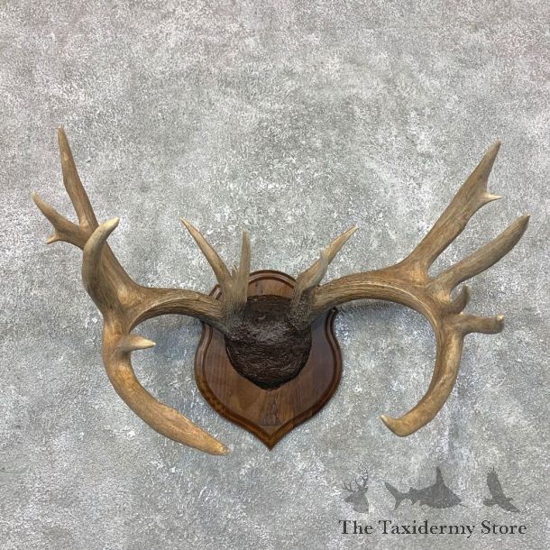 Whitetail Deer Antler Plaque Mount For Sale #23695 @ The Taxidermy Store