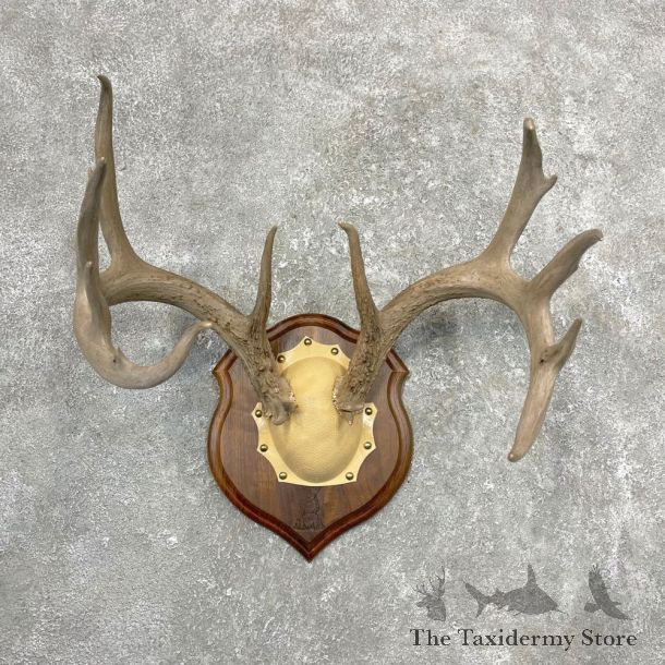 Whitetail Deer Antler Plaque Mount For Sale #24546 @ The Taxidermy Store