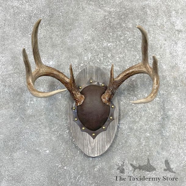 Whitetail Deer Antler Plaque Mount For Sale #24547 @ The Taxidermy Store