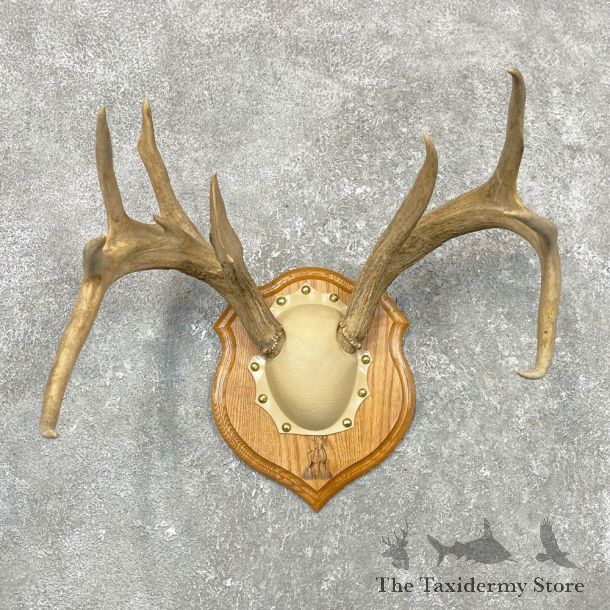 Whitetail Deer Antler Plaque Mount For Sale #24552 @ The Taxidermy Store