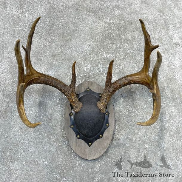 Whitetail Deer Antler Plaque Mount For Sale #24557 @ The Taxidermy Store