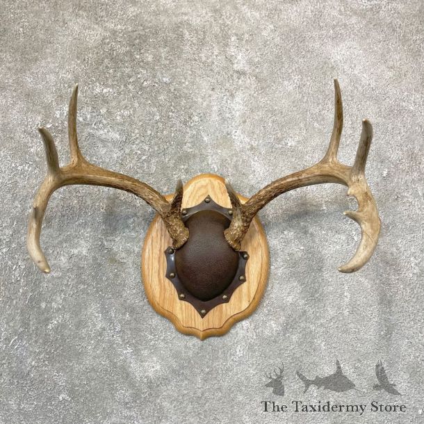 Whitetail Deer Antler Plaque Mount For Sale #24737 @ The Taxidermy Store