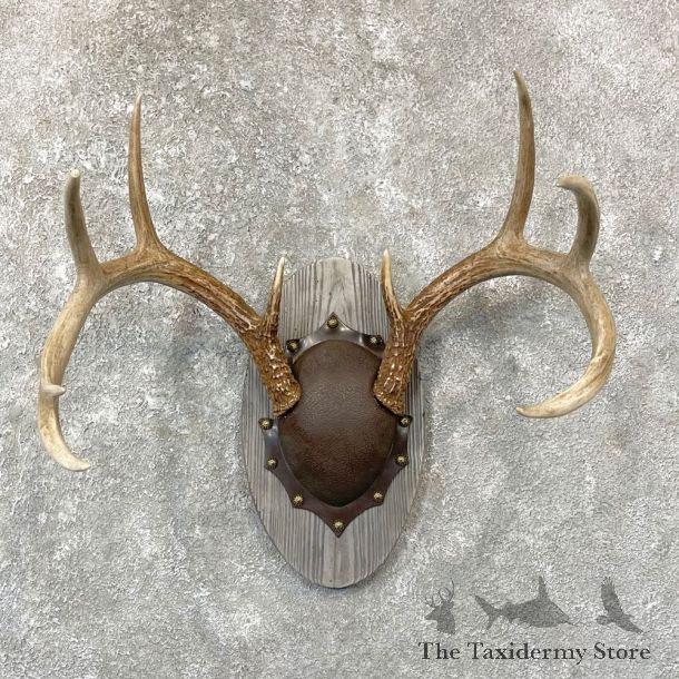 Whitetail Deer Antler Plaque Mount For Sale #24743 @ The Taxidermy Store