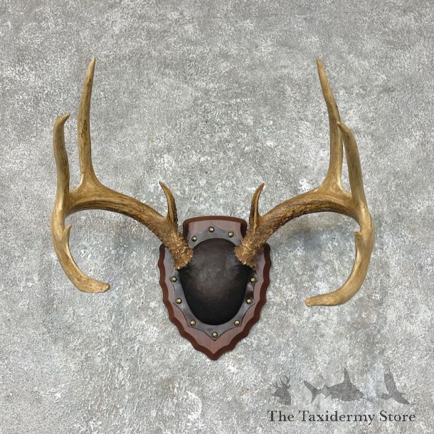 Whitetail Deer Antler Plaque Mount For Sale #25374 @ The Taxidermy Store