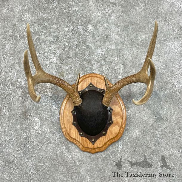 Whitetail Deer Antler Plaque Mount For Sale #25834 @ The Taxidermy Store