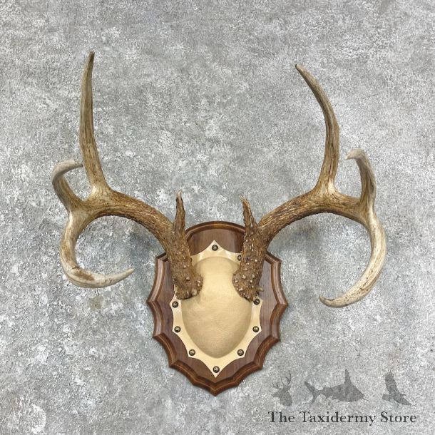 Whitetail Deer Antler Plaque Mount For Sale #25886 @ The Taxidermy Store