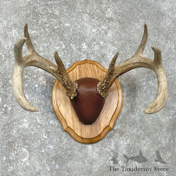 Whitetail Deer Antler Plaque Mount For Sale #25888 @ The Taxidermy Store