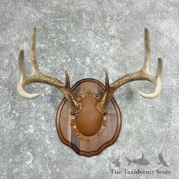 Whitetail Deer Antler Plaque Mount For Sale #25889 @ The Taxidermy Store