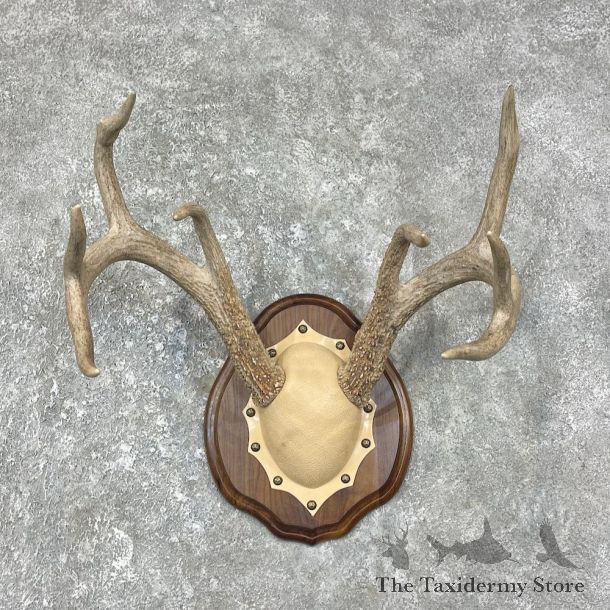 Whitetail Deer Antler Plaque Mount For Sale #25890 @ The Taxidermy Store
