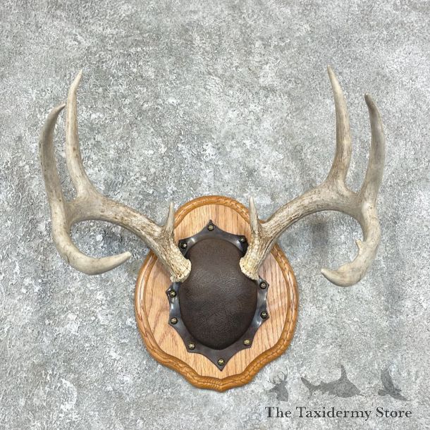 Whitetail Deer Antler Plaque Mount For Sale #25891 @ The Taxidermy Store