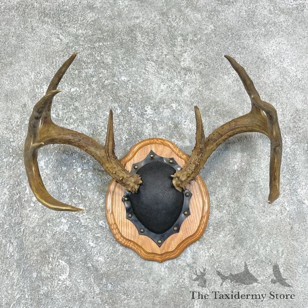 Whitetail Deer Antler Plaque Mount For Sale #25893 @ The Taxidermy Store