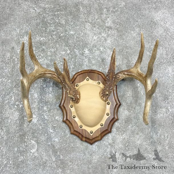 Whitetail Deer Antler Plaque Mount For Sale #25894 @ The Taxidermy Store