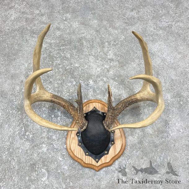 Whitetail Deer Antler Plaque Mount For Sale #25895 @ The Taxidermy Store