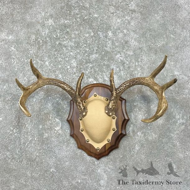 Whitetail Deer Antler Plaque Mount For Sale #26221 @ The Taxidermy Store